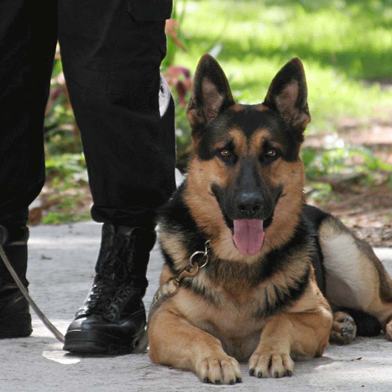 Guarding dogs-beyond watch security services- about us