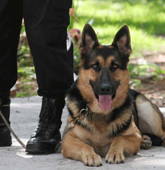 Guarding dogs-beyond watch security services- about us